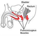 pubococcygeus