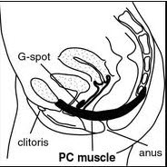 pc_muscle_vrouw